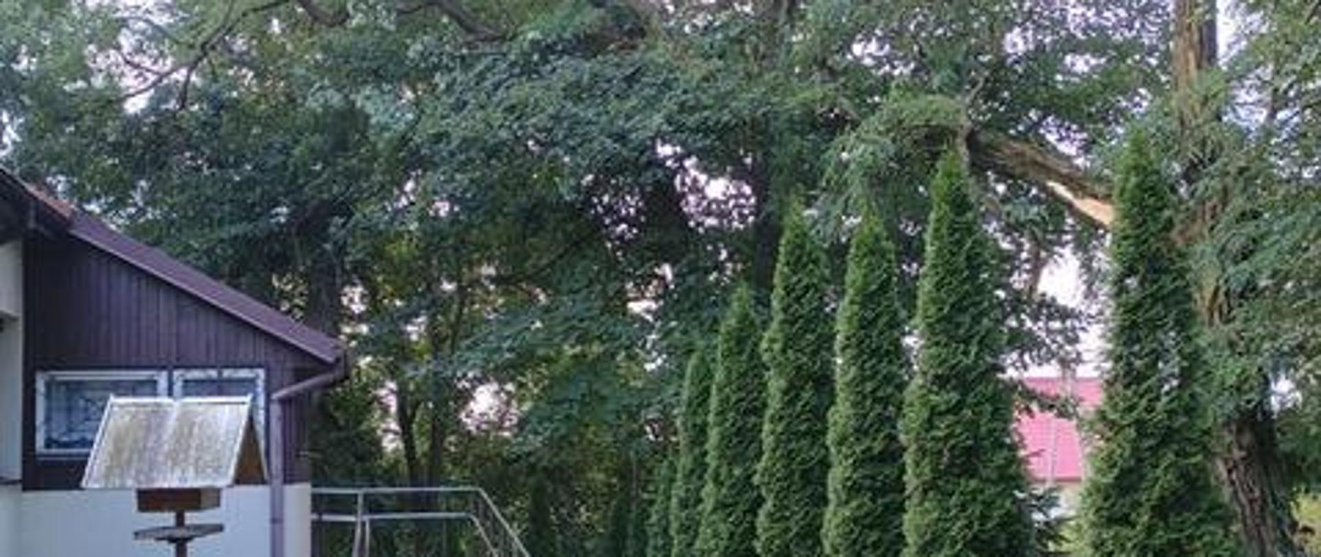 Zdjęcie przedstawia nadłamany konar drzewa zagrażający upadkiem na budynek.