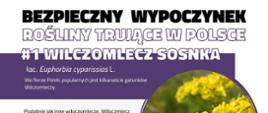 Infografika przedstawiająca zdjęcie rośliny trującej - wilczomlecz sosnka z opisem