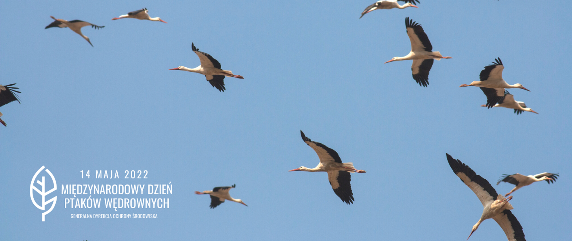 Światowy Dzień Ptaków Wędrownych