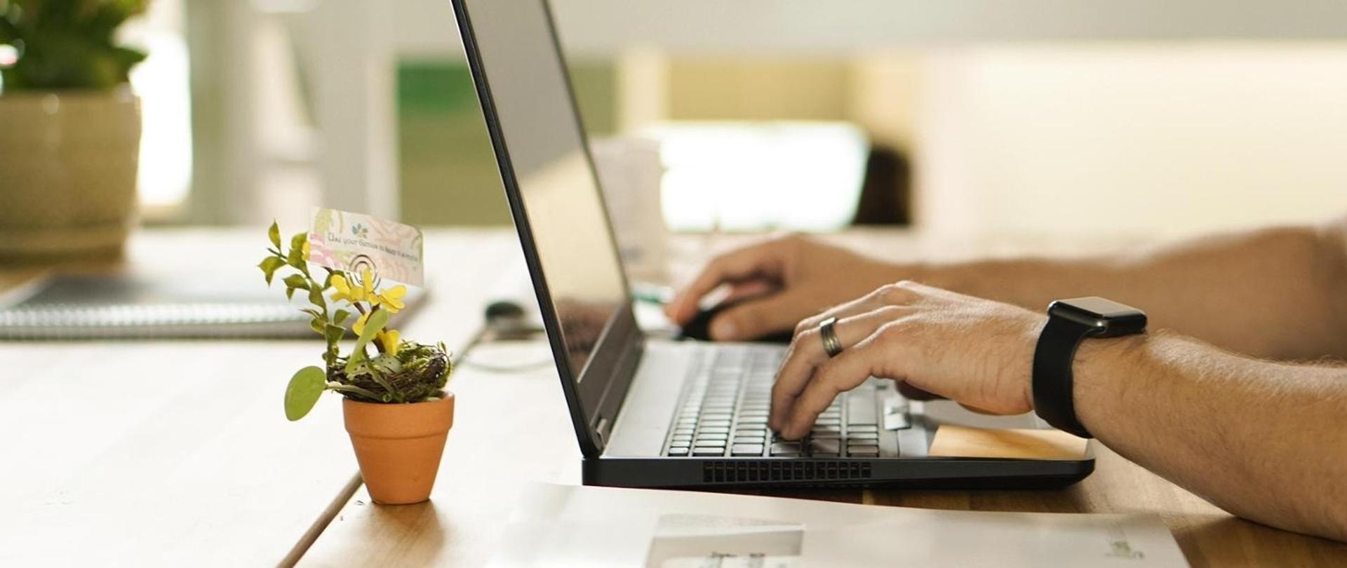Męskie dłonie na klawiaturze laptopa, obok doniczka z małą rośliną.