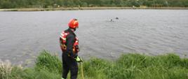 Strażak PSP stoi na brzegu zbiornika wodnego ubrany w czerwony kask, ubranie koszarowe i kapok, asekuruje za pomocą liny strażaka ratownika płynącego do osoby poszkodowanej znajdującej się w wodzie.