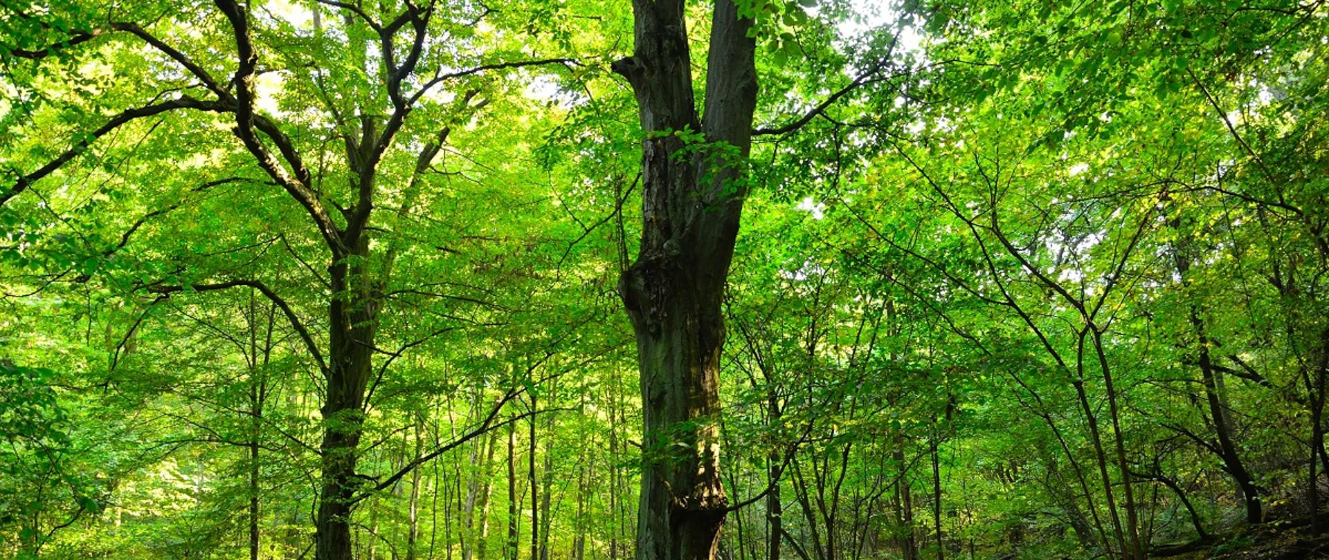 Na zdjęciu drzewa z gatunku buk zwyczajny z zielonymi liści.