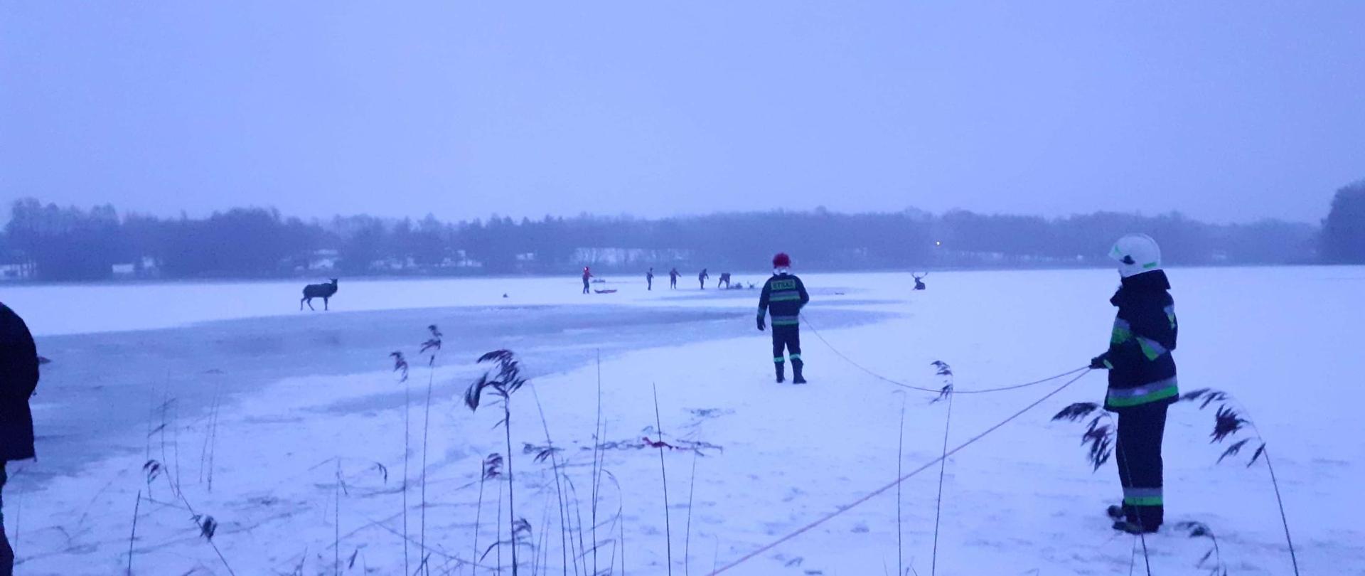Widok zamarźniętego akwenu. Strażacy asekurowani linką przez kolegów próbują podjąć jelenie, które wpadły do wody.