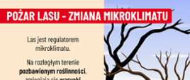 Pożary lasów