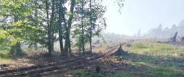 Pożar lasu Wyszogóra-Makowice 06.06.2023