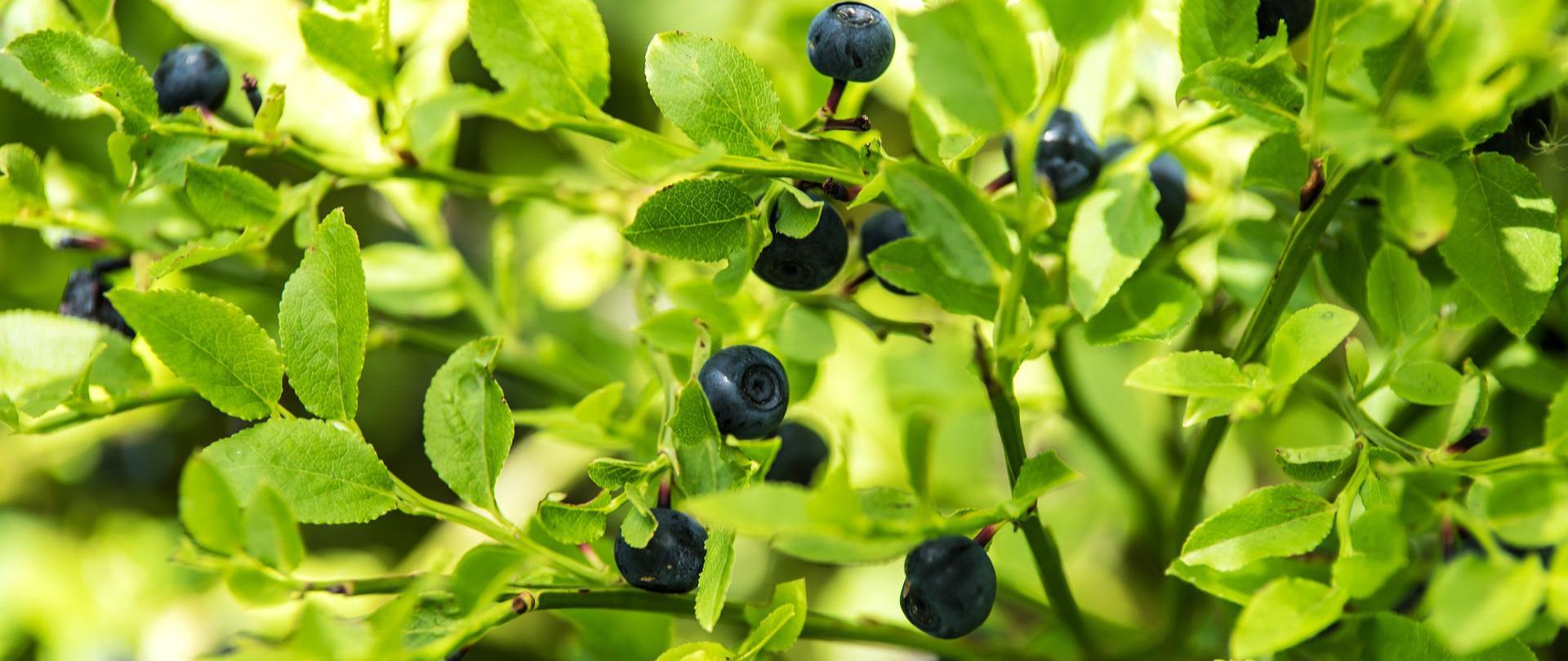 zielony krzaczek z czarnymi leśnymi jagodami
