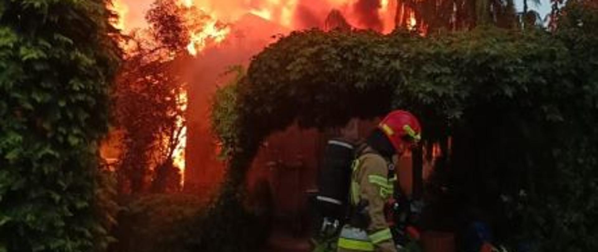 Strażak ubrany w pełen strój strażacki w kolorze piaskowym, czerwony hełm oraz na plecach ma aparat powietrzny, a w lewej dłoni trzyma żółty wąż strażacki. Za nim znajdują się krzewy oraz palący się nieduży dom. 
