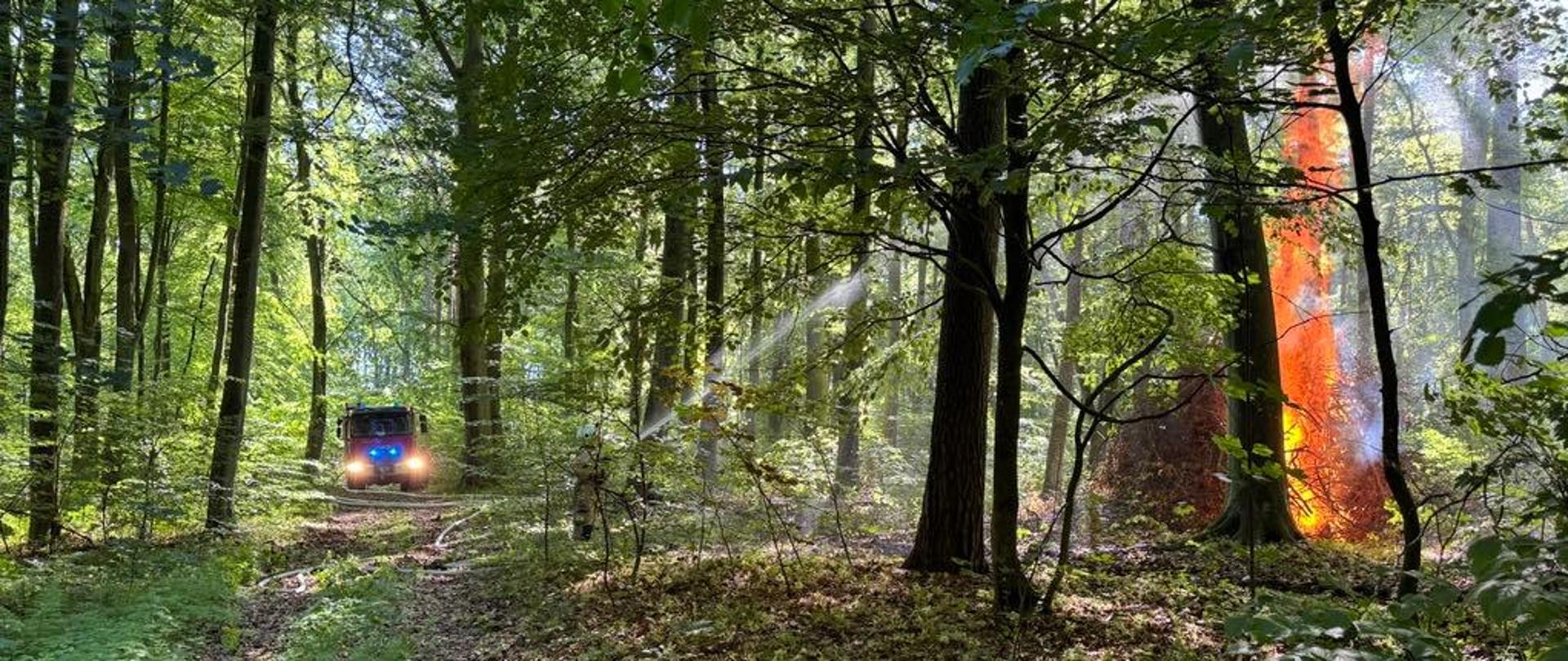 w lesie widoczny pożar i gaszący go strażacy