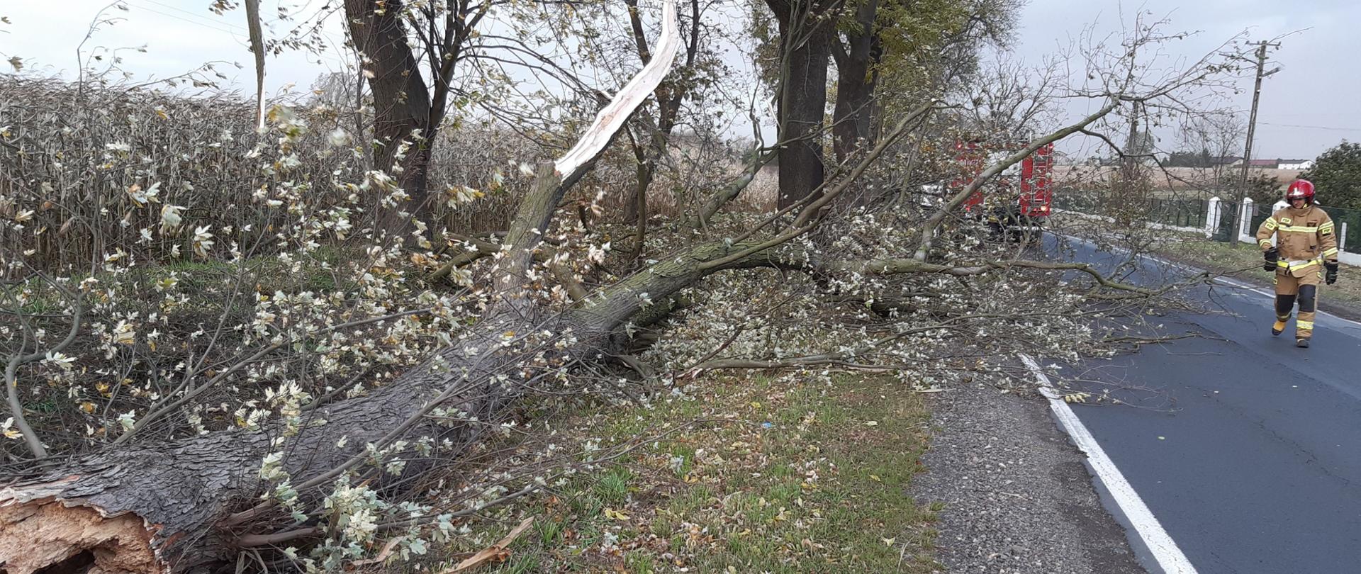 Na zdjęciu widać strażaka w czerwonych hełmie i żółtym ubraniu, który idzie drogą asfaltową i ogląda przewrócone drzewo. Za koroną drzewa widać czerwony samochód strażacki. W tle widać zabudowania, pola i inne drzewa. Jest widno.