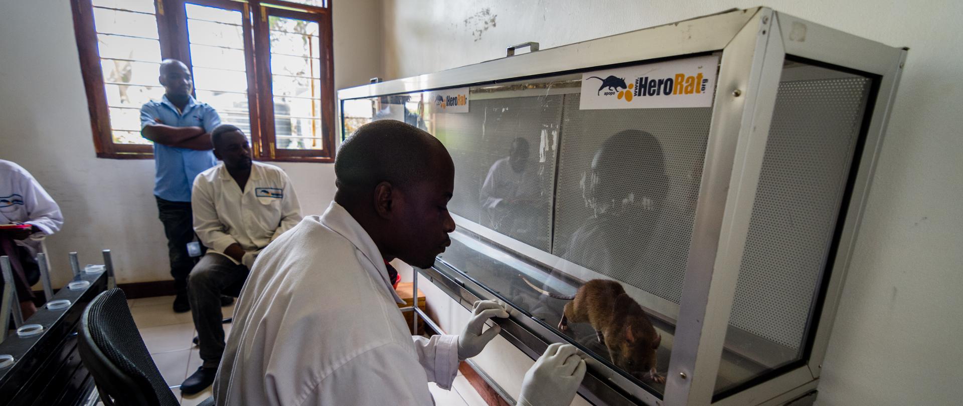 trwają badania z udziałem szczurów