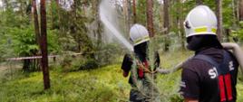 Na zdjęciu dwóch strażaków ubranych w hełmy koloru białego, koszulki koloru czarnego podają prąd wody w lesie.