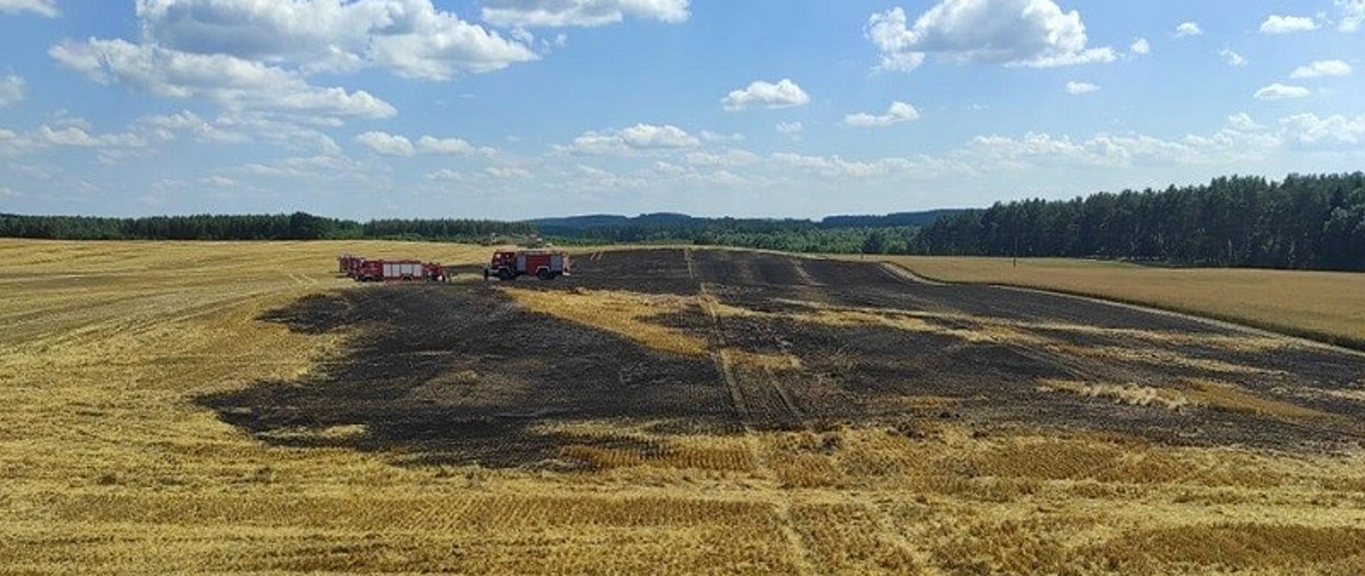 Pożar areału rolnego w miejscowości Gruszewo. Zdjęcie przedstawia akcję gaśniczą z udziałem pojazdów strażackich