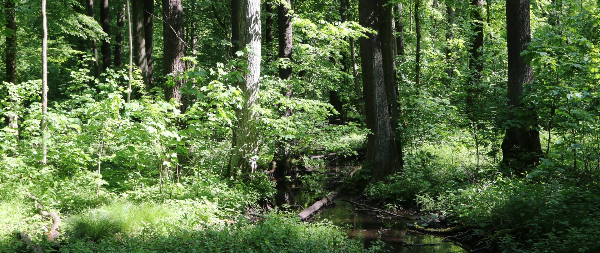 Las, wysokie drzewa, dużo gęstej, zielonej roślinności. Pomiędzy nią wije się ciek wodny. 