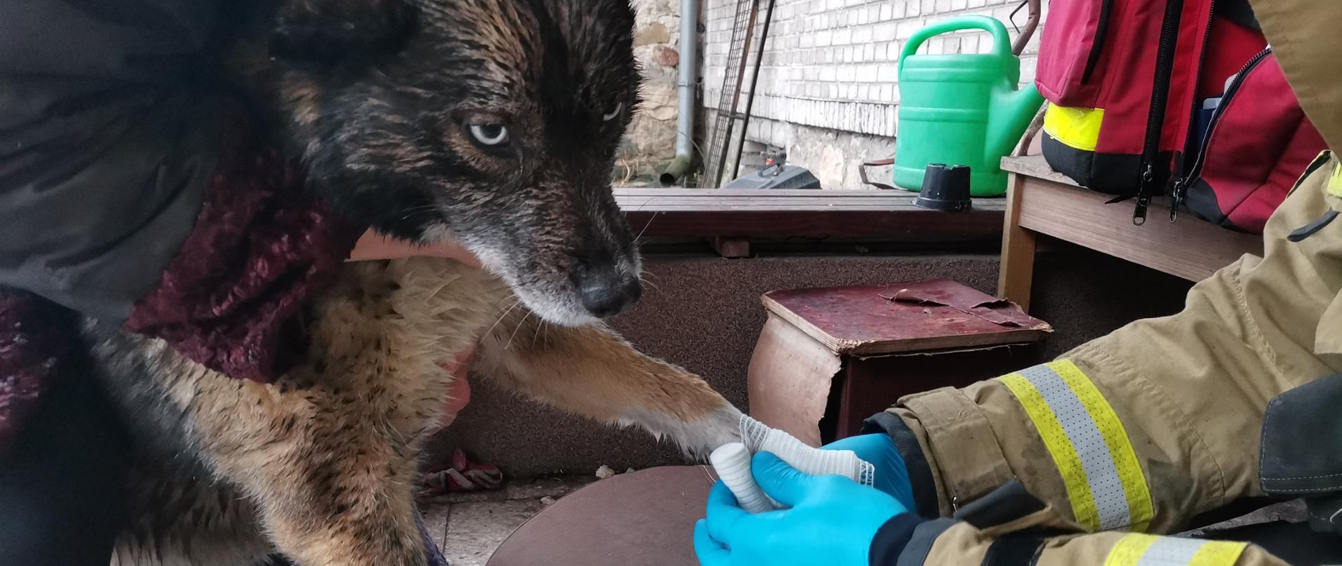 Ratownik opatrujący zranioną łapę psa 