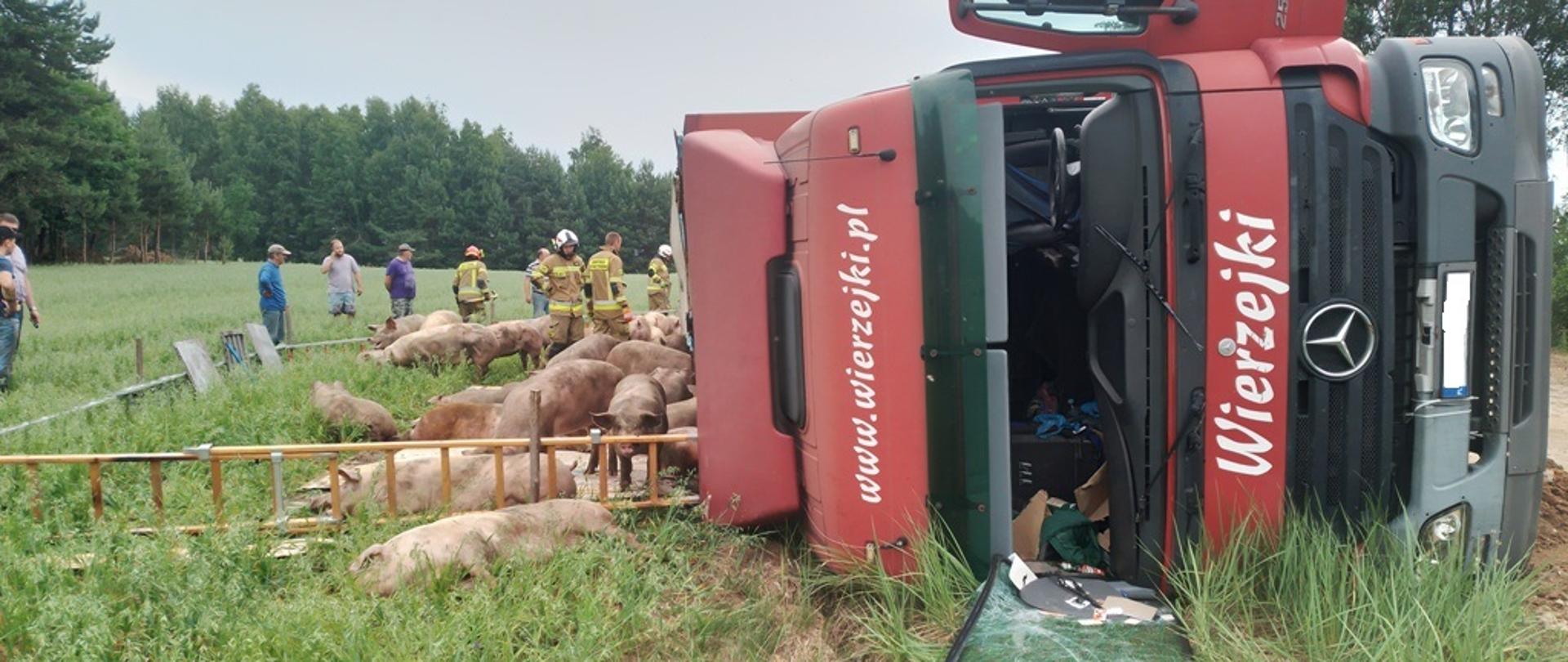 Wypadek samochodu ciężarowego przewożącego świnie- m. Sady