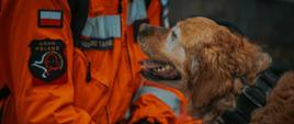 Golden retriever w uprzęży ratowniczej wita się z ubranym w pomarańczowy kombinezon ratowniczy strażakiem z grupy USAR Poland. Na mundurze ratownika widoczna naszywka z polską flagą i imiennikiem.
