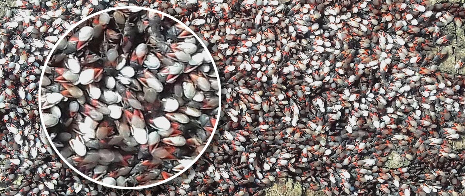 Zdjęcie przedstawia w powiększeniu owady o nazwie skupieniec lipowy, siedzące stadnie na pniu drzewa.