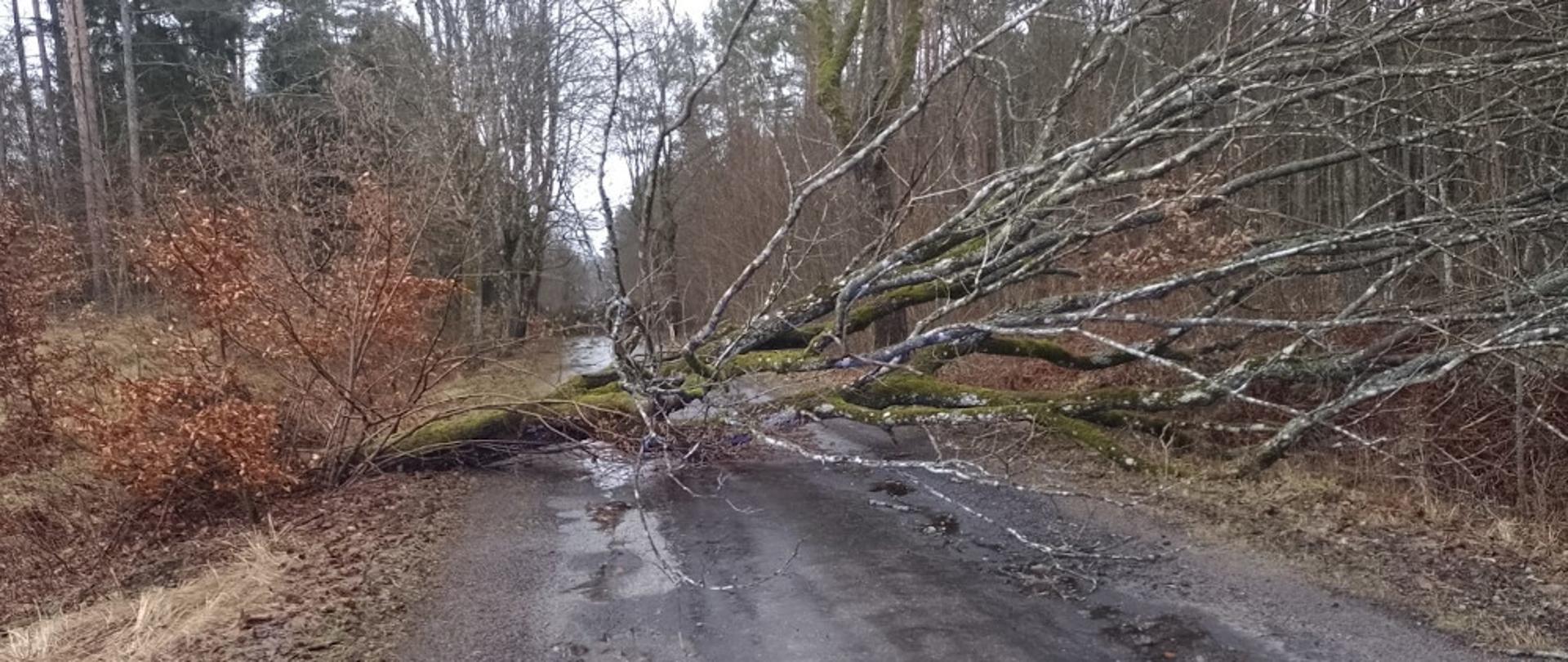 Drzewo leżące na drodze blokujące przejazd