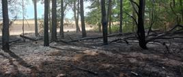 Las po pożarze.
