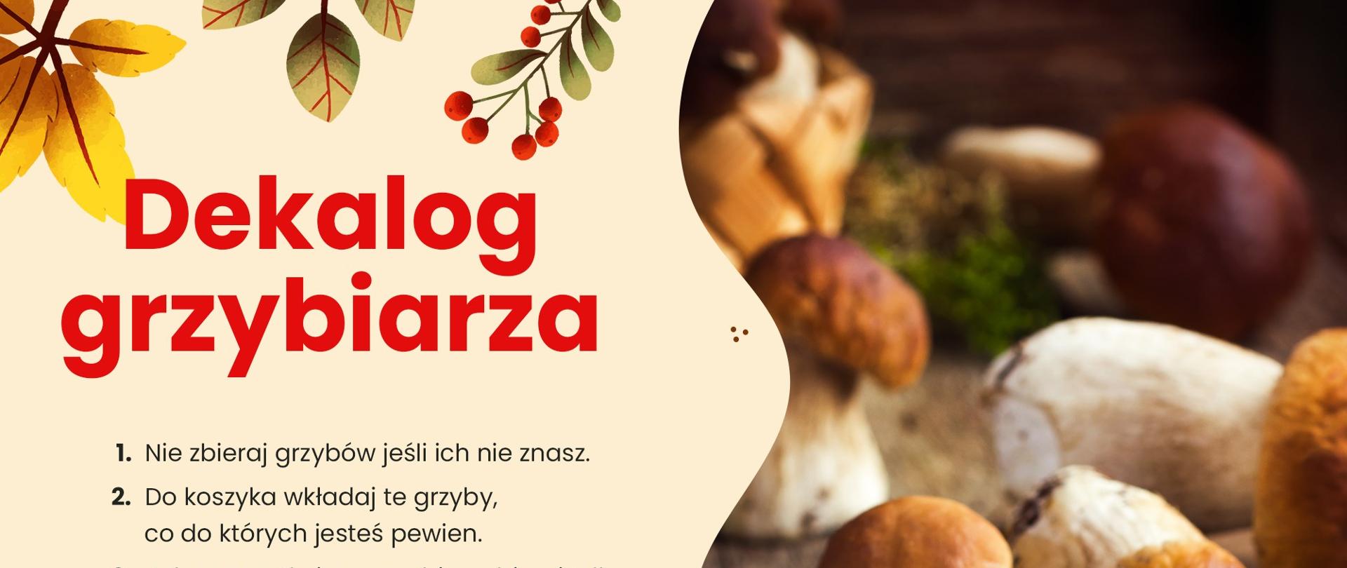 Borowiki leżące na kuchennej desce