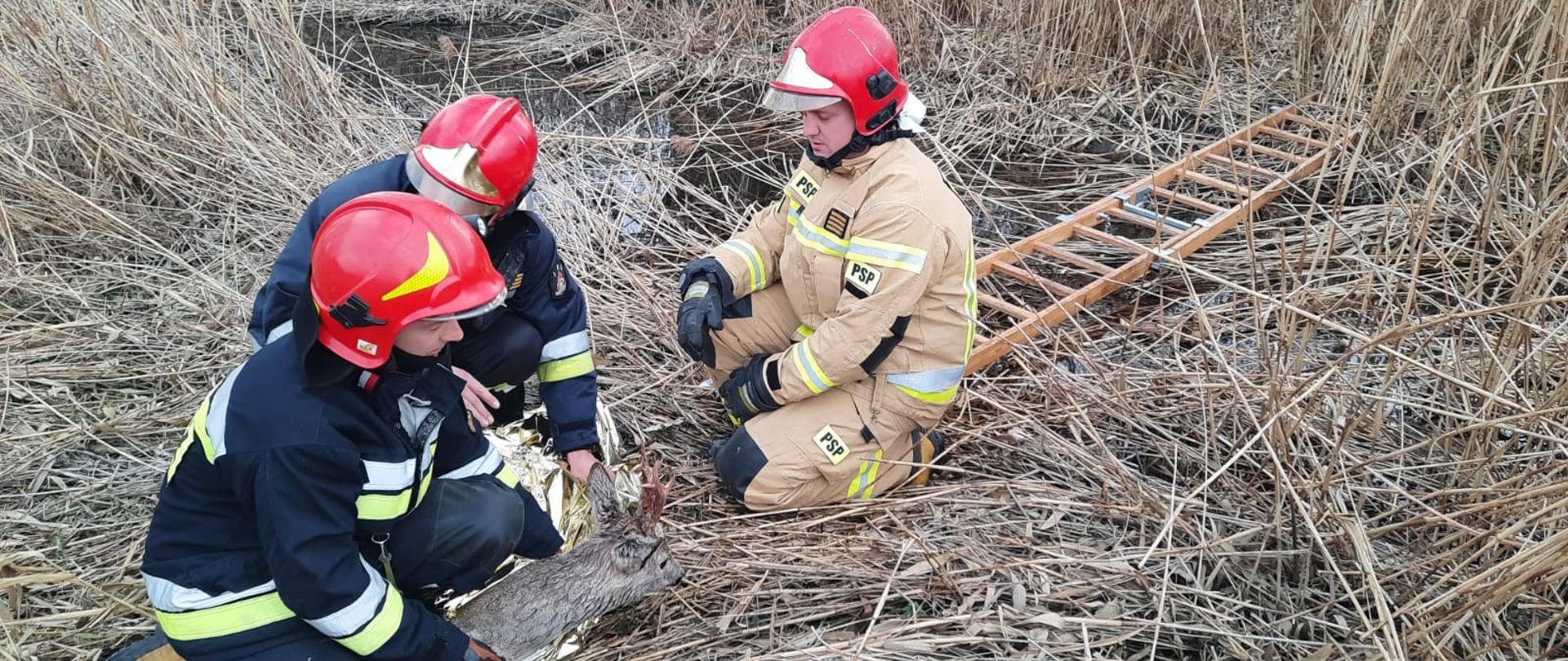 Strażacy okrywają sarnę folia termoizolacyjną w celu zapewnienia zwierzęciu komfortu termicznego.
