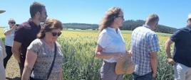 Uczestnicy konferencji oglądający poletka doświadczalne obsiane zbożami. Wśród uczestników wojewódzka inspektor Bernadeta.
