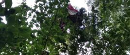PARALOTNIARZ ZAWISŁ NA DRZEWIE- POWIAT PIŃCZOWSKI 