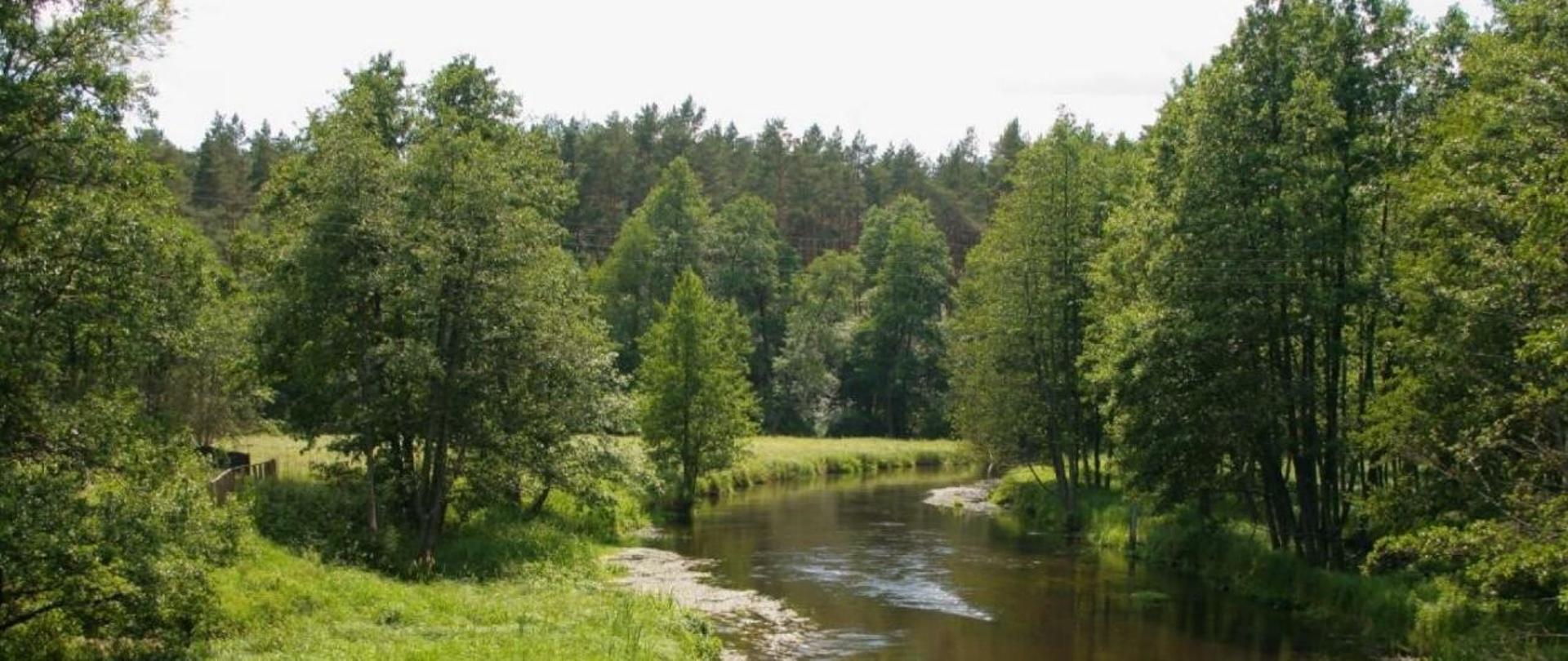 Zdjęcie przedstawiające rzekę w lesie