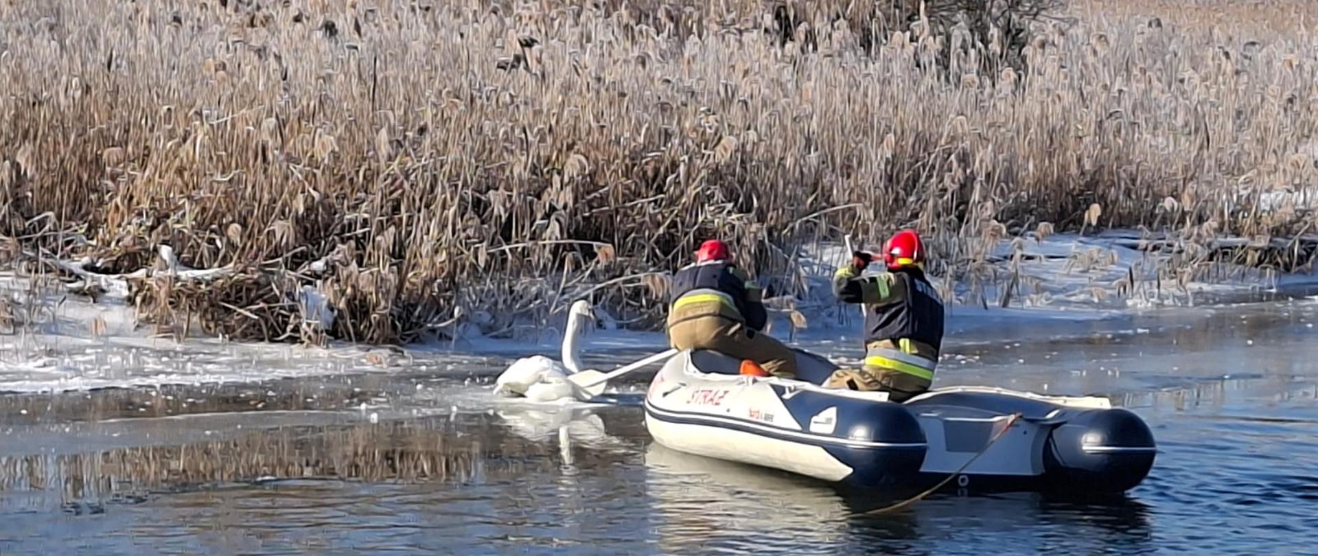 Strażacy na pontonie ratowniczym podejmują próbę dotarcia do zamarzniętego łabędzia