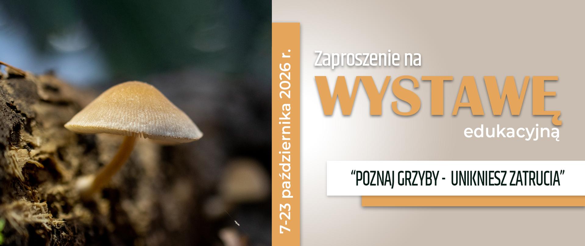slider_wystawa grzybów