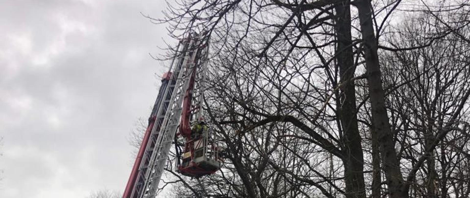 Zdjęcie przestawia strażaków usuwających drzewo za pomocą podnośnika hydraulicznego. 