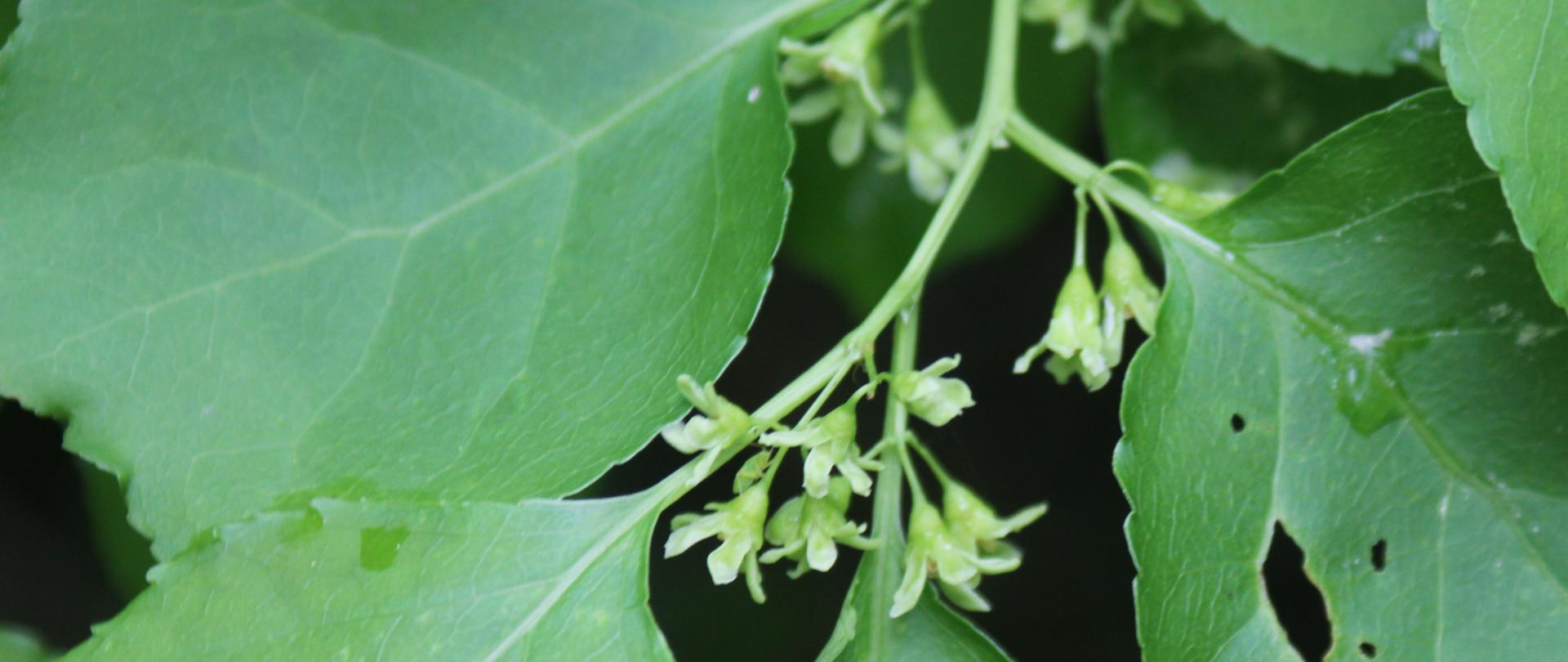 Z bliska pokazane są małe białe kwiaty dławisza okrągłolistnego.