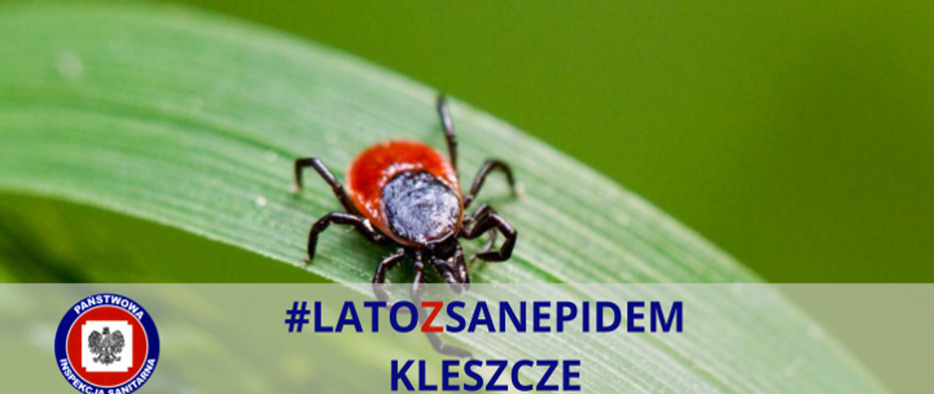 kleszcze lato z sanepidem