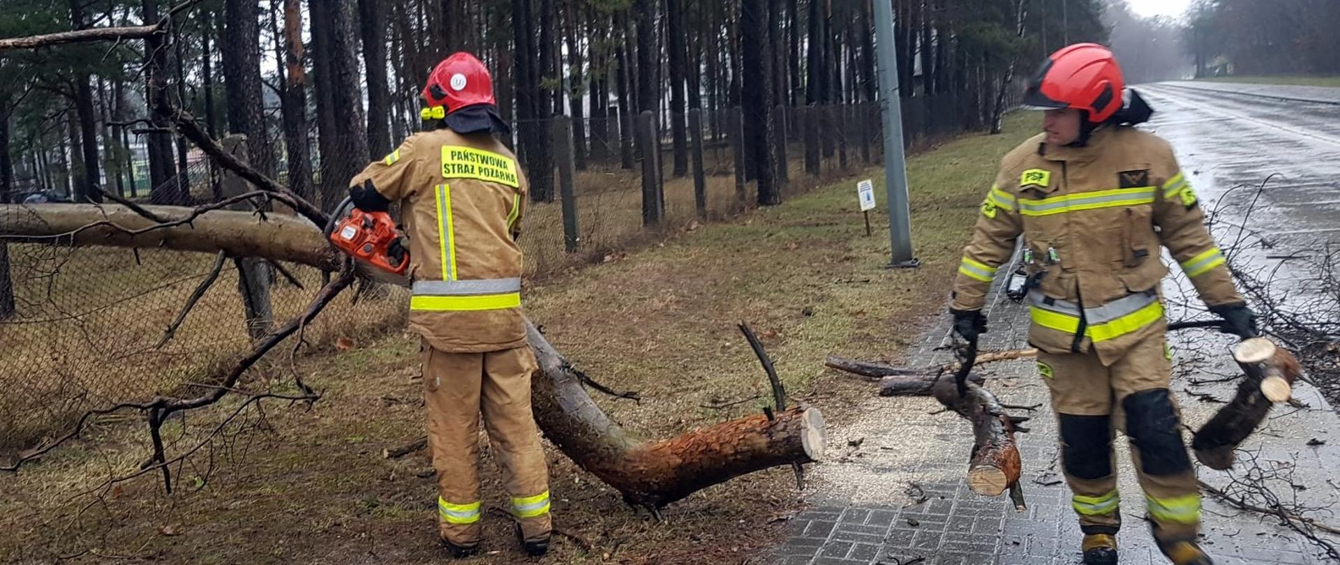 Dwaj strażacy w trakcie usuwania powalonego na jezdnię drzewa