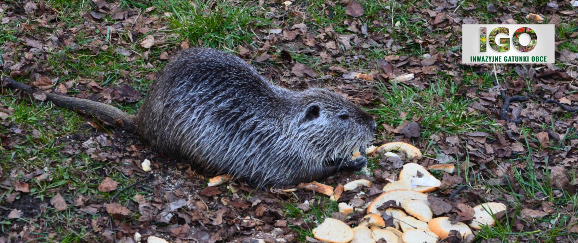 Małe futerkowe zwierzę jedzące resztki jedzenia