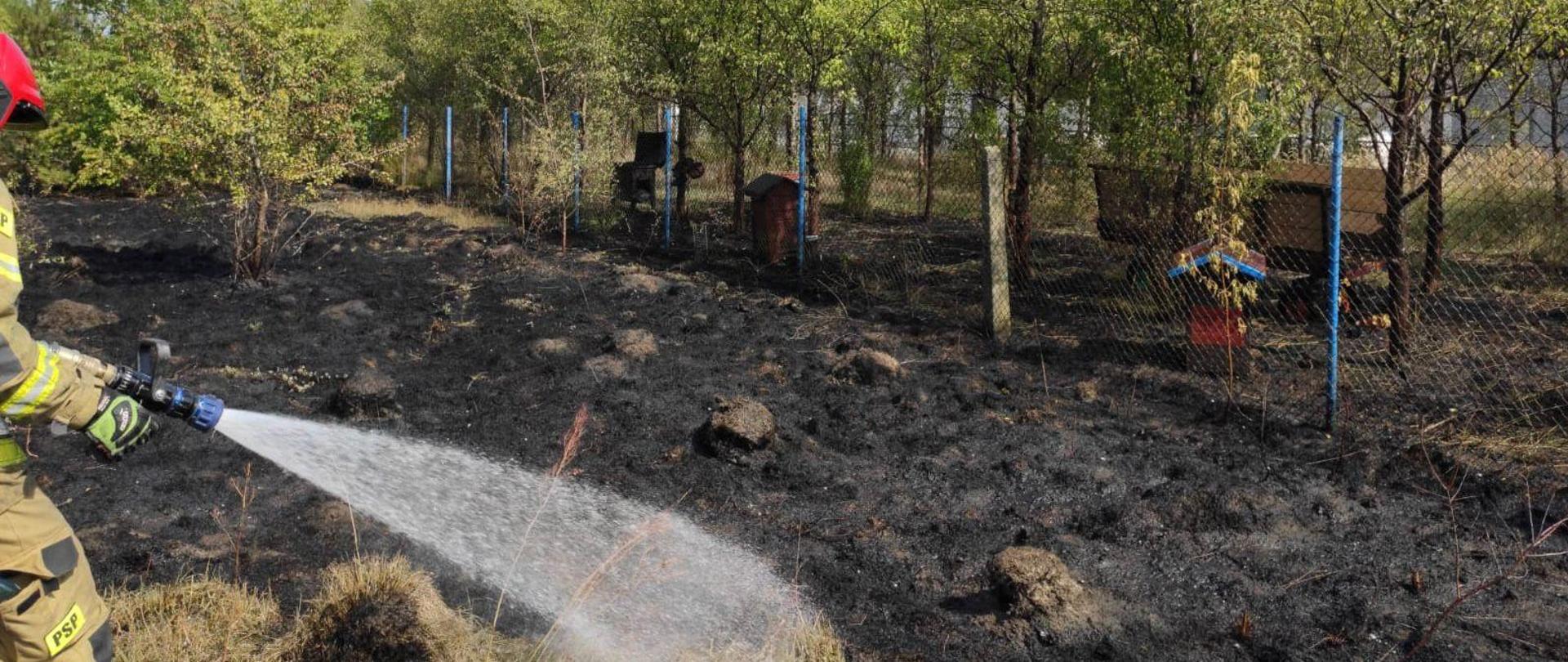 Jasne, plenerowe zdjęcie dzienne przedstawia strażaka w czerwonym hełmie i piaskowym ubraniu specjalnym z widocznym napisem „PSP”, aktywnie rozpylającego wodę z węża na fragment poczerniałej, spalonej ziemi. Obszar jest w dużej mierze pokryty zwęgloną roślinnością. W tle widoczne są zielone drzewa i płot, a także kilka uli. Niebo jest czyste i błękitne. Scena przedstawia skutki niewielkiego pożaru, w trakcie którego trwa akcja gaśnicza w celu ugaszenia ognisk pożaru.