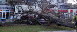 Zdjęcie przedstawia powalone drzewo na samochody osobowe. Drzewo leży na chodniku oraz części parkingu na którym zaparkowane są samochody osobowe. W tle widoczne lokale usługowe w budynku mieszkalnym. 