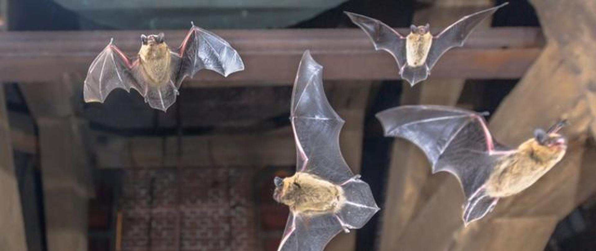 Cztery nietoperze - gatunek karlik (Pipistrellus pipistrellus) latające w wieży kościoła.