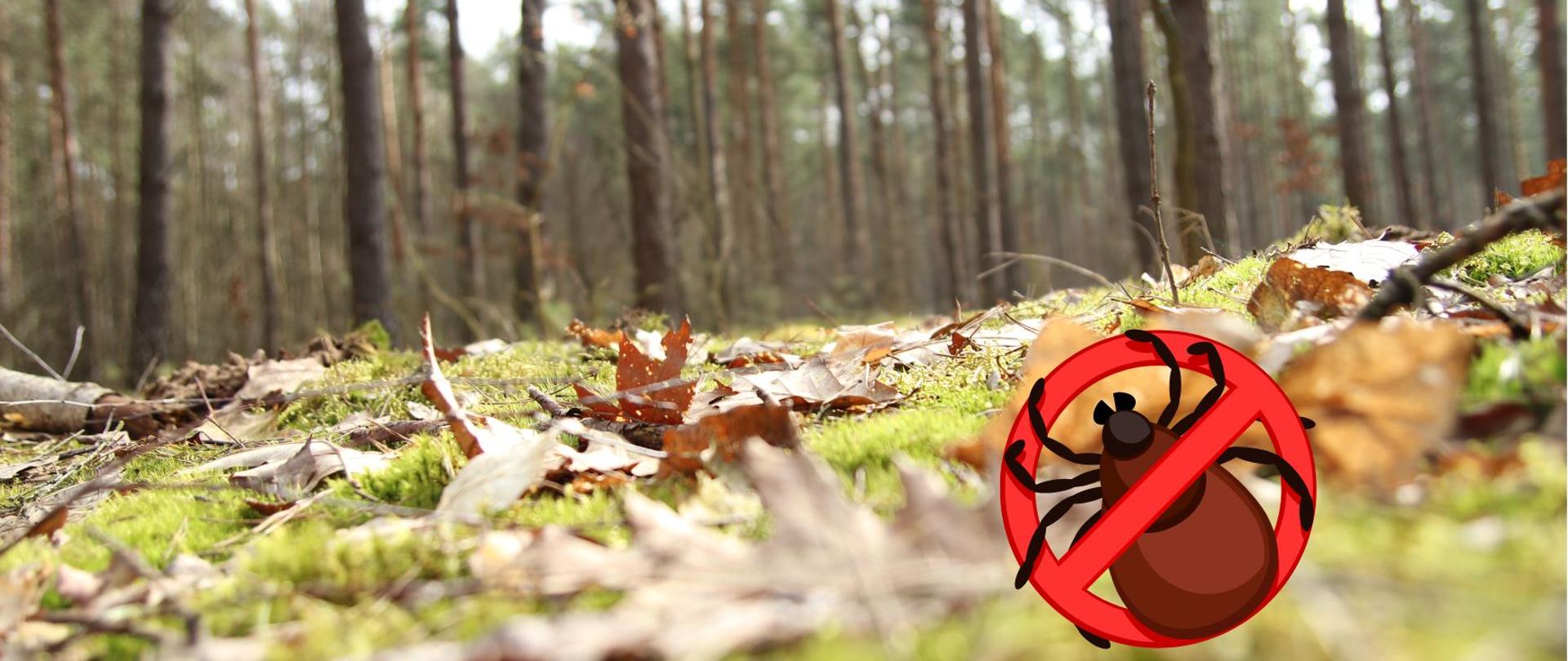 Uważaj na kleszcze!