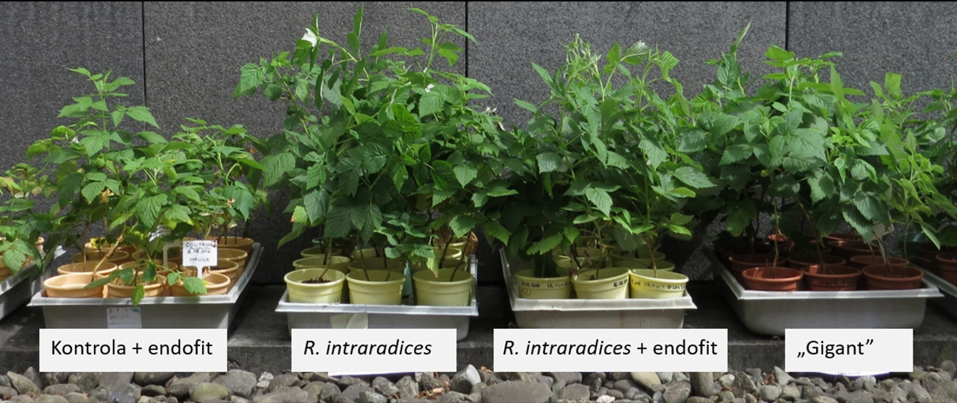 Photo with captions presenting plants
