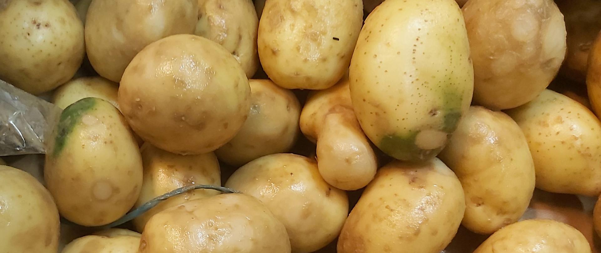 Bulwy młodych ziemniaków w ujęciu z bliska.