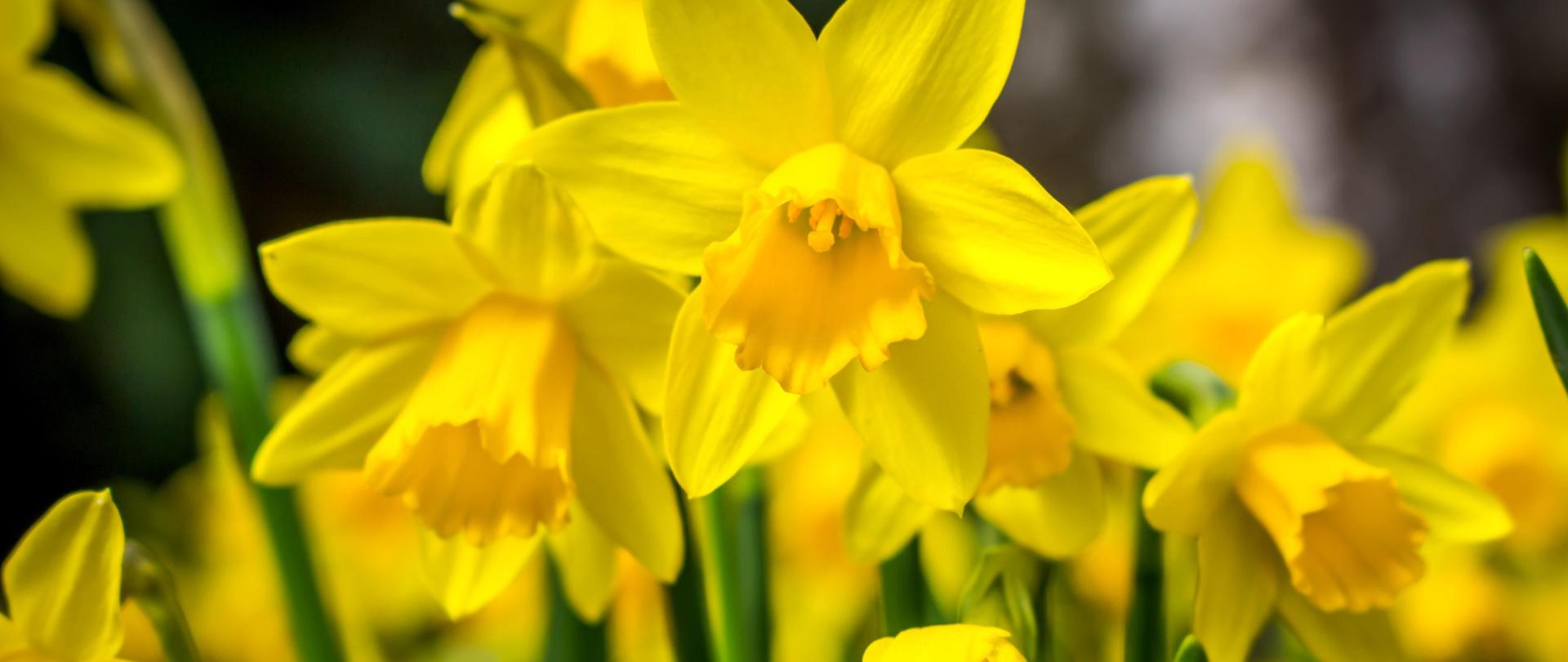 Na zdjęciu żonkile