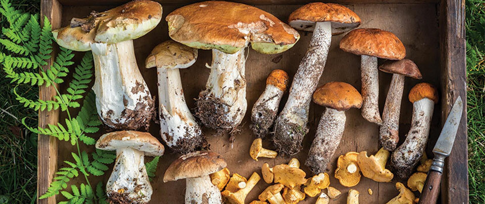 Bezpieczne grzybobranie - wiedza, rozwaga i zdrowie.