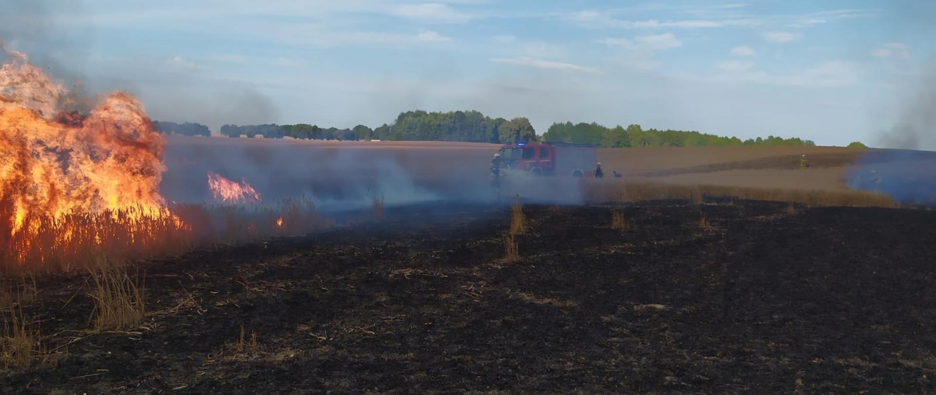 Pali się zboże na pniu