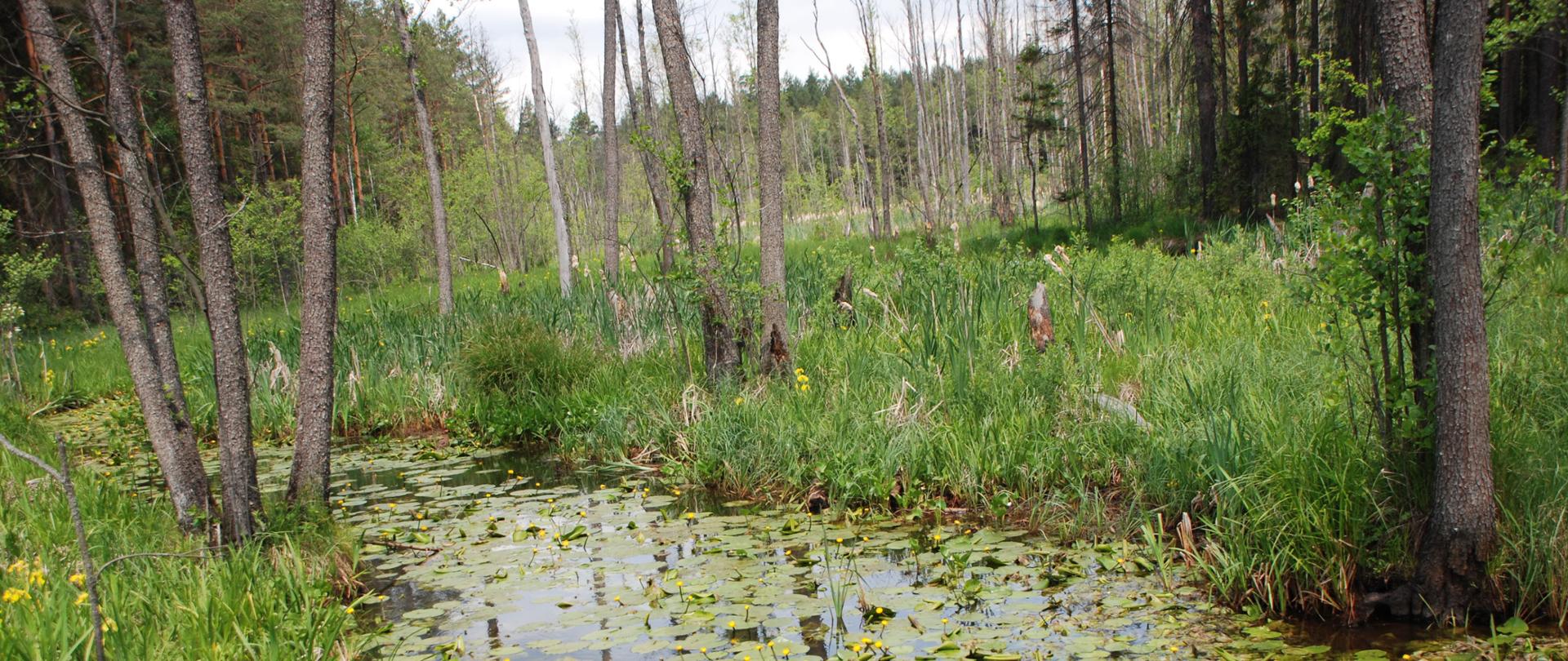 Uroczyska Lasów Janowskich