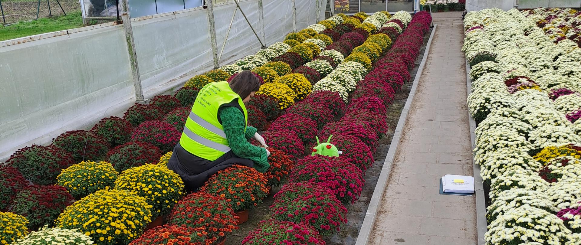 kontrola producenta chryzantem - obecny był także Pesty