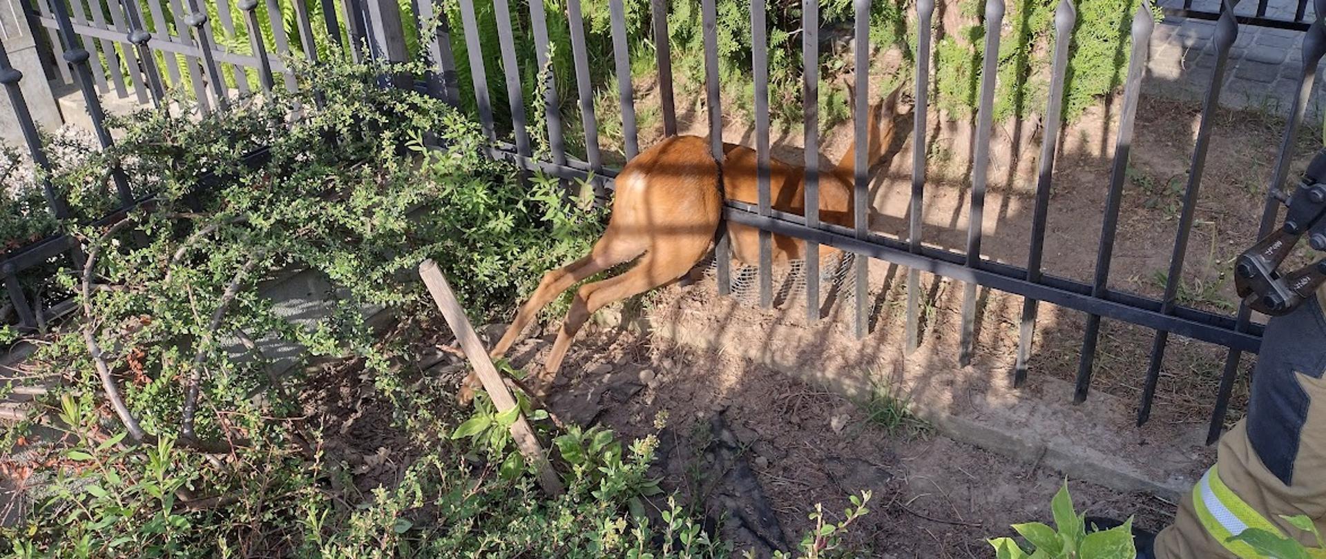 Sarna uwieziona między przęsłami metalowego ogrodzenia. Obok strażak z metalowymi nożycami.