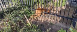 Sarna uwieziona między przęsłami metalowego ogrodzenia. Obok strażak z metalowymi nożycami.