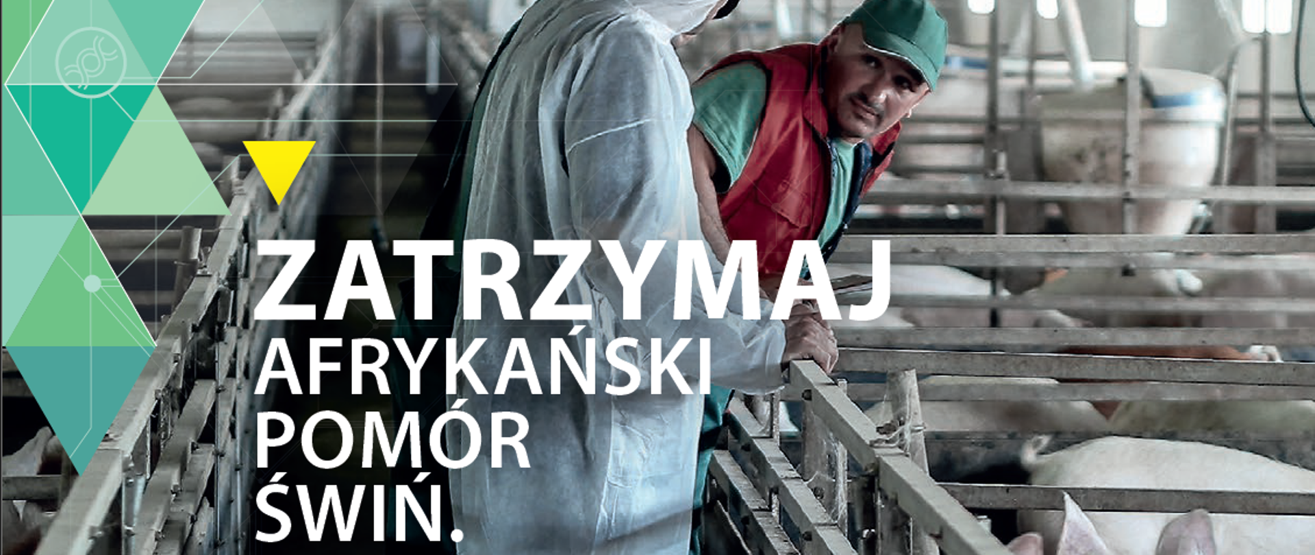 Afrykański pomór świń