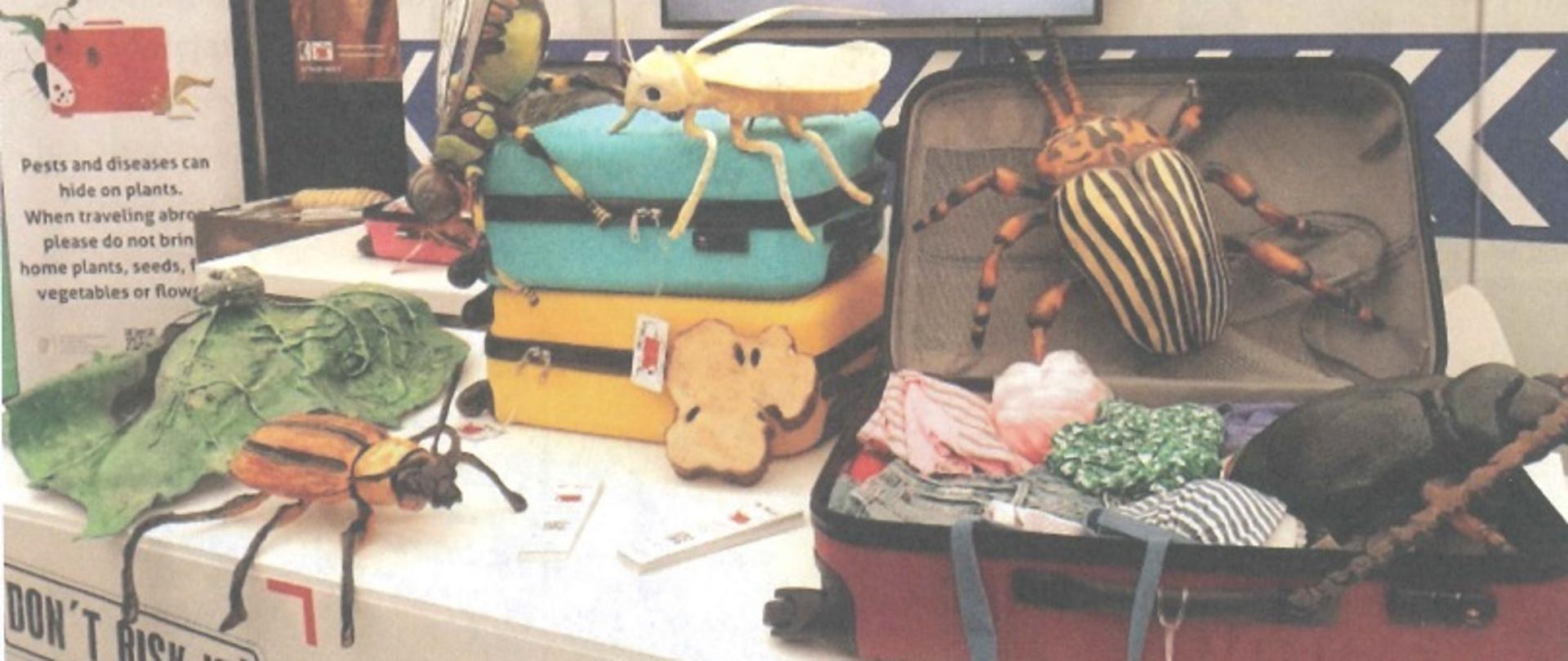 Zdjęcie z artykułu przedstawiające pluszowe robaki na walizkach i sałacie